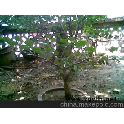 供应银杏树桩、果树盆景