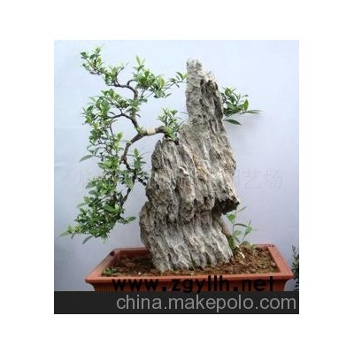 副石栀子花盆景