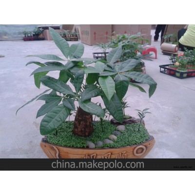 小森林系列之一帆风顺