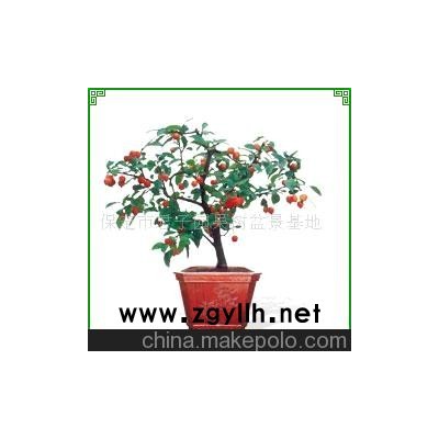 冬红果盆景