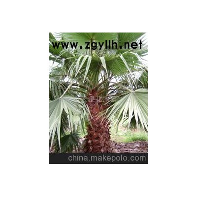 华棕(老人葵） 海枣 布迪 银杏 香樟 石榴-华棕