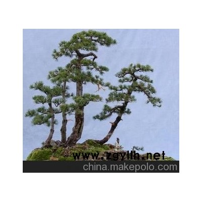 盆景，水旱盆景，艺术盆景，造型盆景