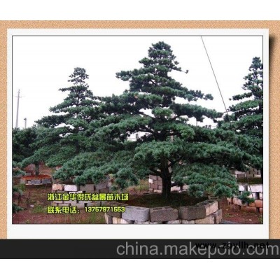 迎客松盆景 五针松盆景