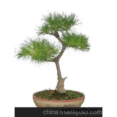 北京租摆黑松盆景、销售黑松盆景