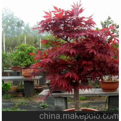 高档盆栽黄金枫 日本红枫盆景 树桩 盆栽 红枫苗 成型盆景苗