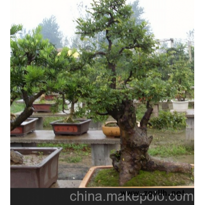 榆树盆景 榆树桩，各类大型盆景室内盆栽， 种类齐全