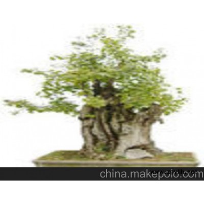 供应银杏桩-银杏盆景