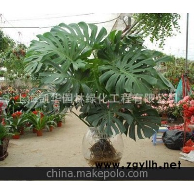 租花租摆 租赁植物 绿植公司 苗木绿化 中型植物 0.5米龟背竹