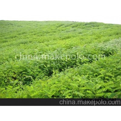 大量供应各类苗木