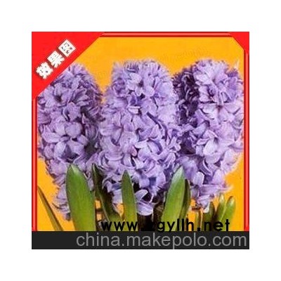 风信子 各种风信子 批发销售