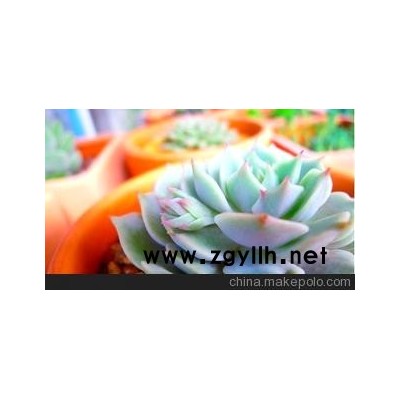 各种花卉种子，批发订购