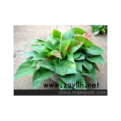 优质绿萝吊兰（银海牌）、观叶盆景