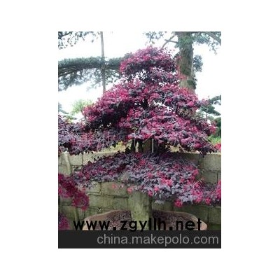 红花继木 树木盆景
