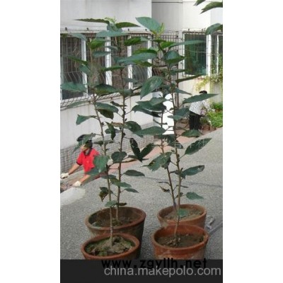 盆栽寒富苹果苗