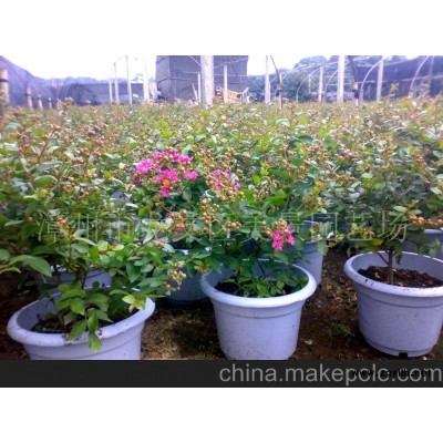 紫薇，花卉，盆景