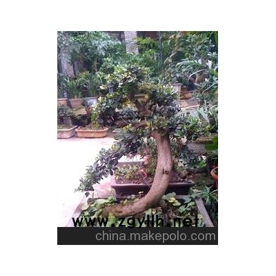 中华蚊母 精品盆景 树桩盆景