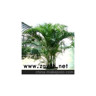 批发供应鲜花、盆栽花卉散尾葵、花草盆景