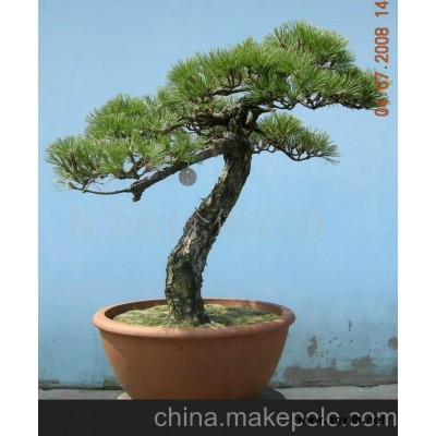 松柏盆景