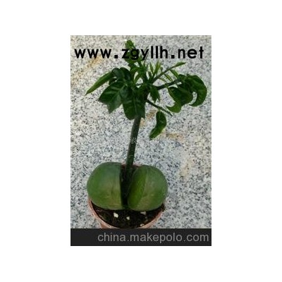 开心果花草盆景