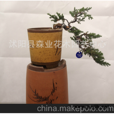 特价地柏盆景造型树桩四季常青松柏盆景花卉绿植盆栽实拍