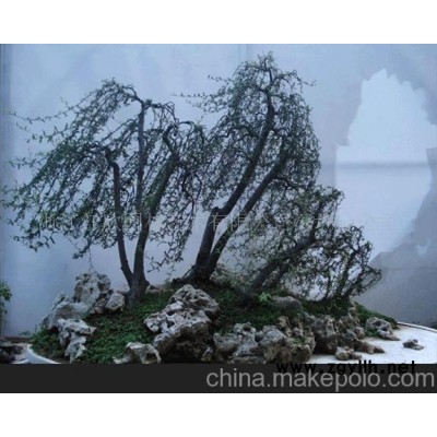 树石盆景