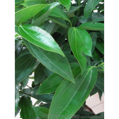 四川宜宾 批发租摆 大型平安树盆景