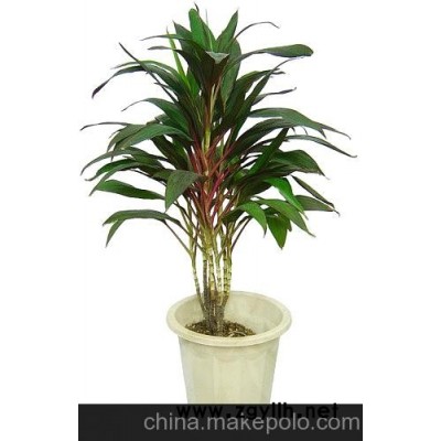 园林设计 长沙临时花卉租摆 长沙花卉市场 长沙花卉价格