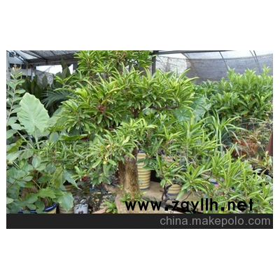 出售果树盆景 石榴盆景  造型盆栽 精品根状 欢迎选购