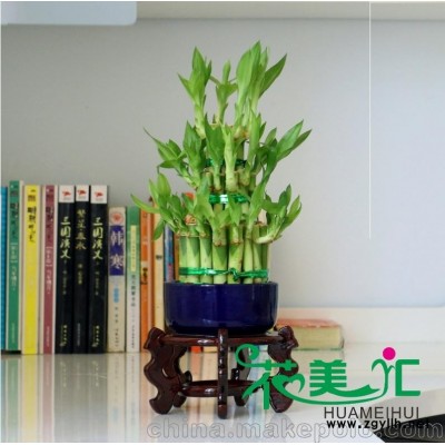 广州鲜花绿植租赁、盆栽租摆、园林花卉、租花服务