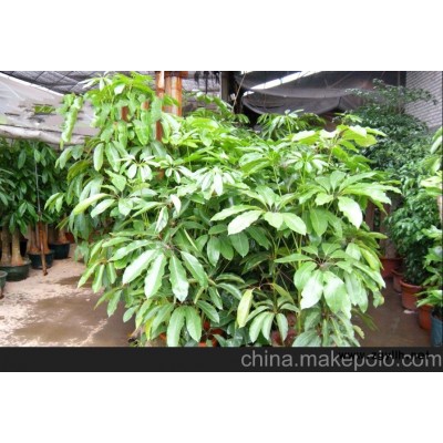 长沙室内绿植租摆 国庆租赁