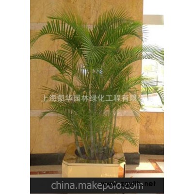 绿化租赁上海绿植租赁花卉租赁大型植物 绿化公司1.8米散尾葵