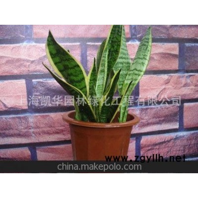 酒店绿植租摆 植物租赁 绿化租赁 上海植物 虎皮兰 虎尾兰