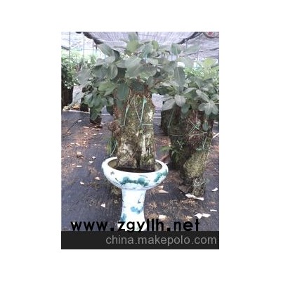 附石、上水石（大叶榕）盆景