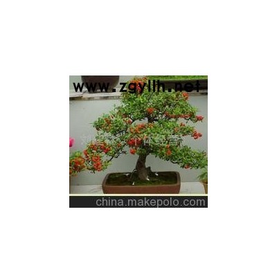 批发供应火棘盆景