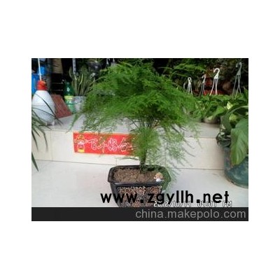 长期大量供应文竹盆景