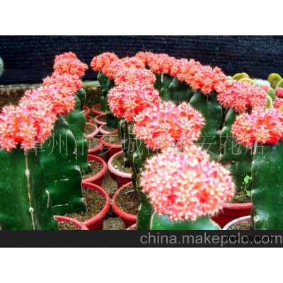 仙人掌红球盆景