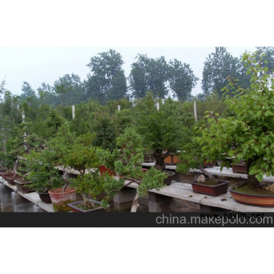 大量供应：五针松盆景 迎客松 造型独特 大型盆景系列