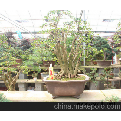 森业花木：珍珠黄杨盆景实物  树桩 盆栽 实物拍摄