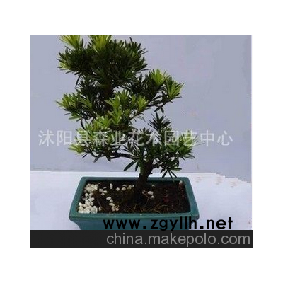 森业花木：出售罗汉松盆景 树桩  树型 批发优惠 欢迎选购