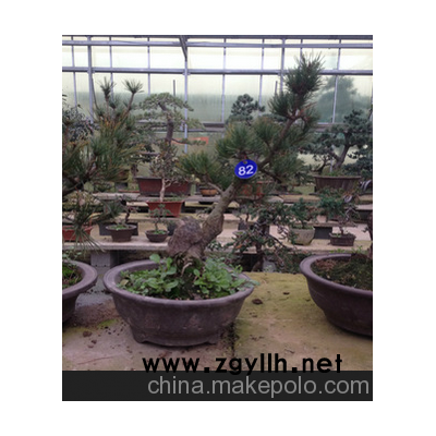 森业花木：实拍日本大阪松盆景，室内盆栽，微型盆景，一棵起售