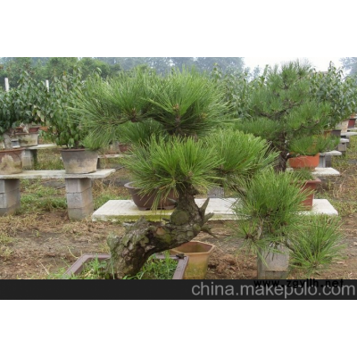 森业花木出售 黑松盆景 各种造型盆景 树桩 ！种类齐全