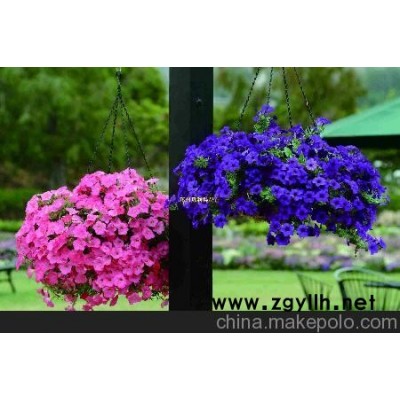 园林设计 长沙花卉租摆 室内租摆 湖南花卉租摆 临时租摆