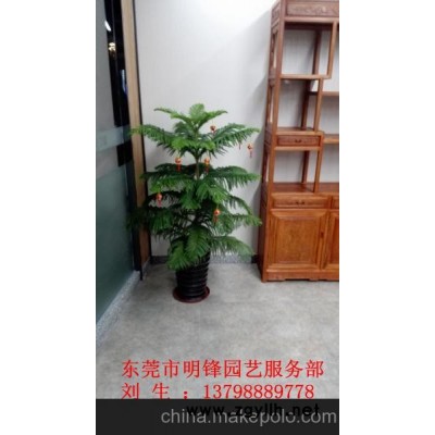 供应迎客松 东莞租花 南洋杉 东莞花卉租摆