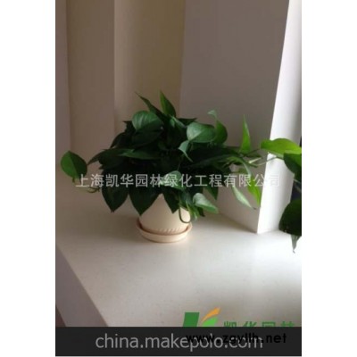 基地直销 花卉植物 办公室植物 酒店植物 小盆栽绿化植物 黄金葛