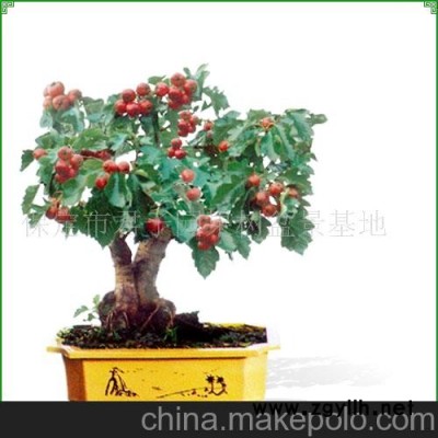 山楂盆景