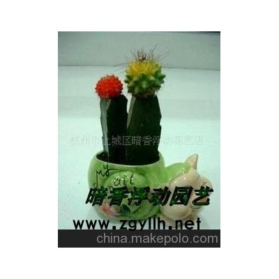 供应花草盆景-室内观叶植物-花卉盆景