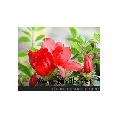 昆山盆景昆山三鸿花卉昆山杜鹃盆景