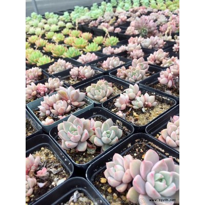 供应苏州多肉大棚、自家繁殖各种多肉品种、零售批发