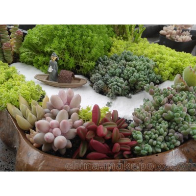 供应厂家直销苏州相城区多肉植物批发零售