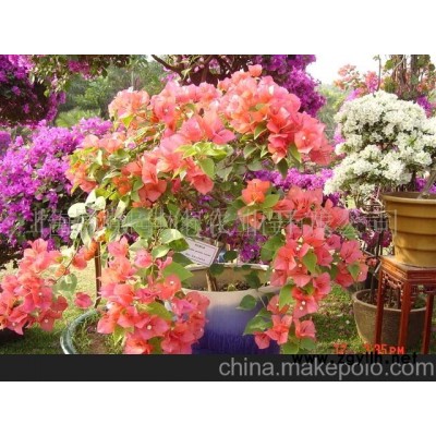 供应园林绿化.花卉.盆景